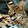 Serval's Avatar